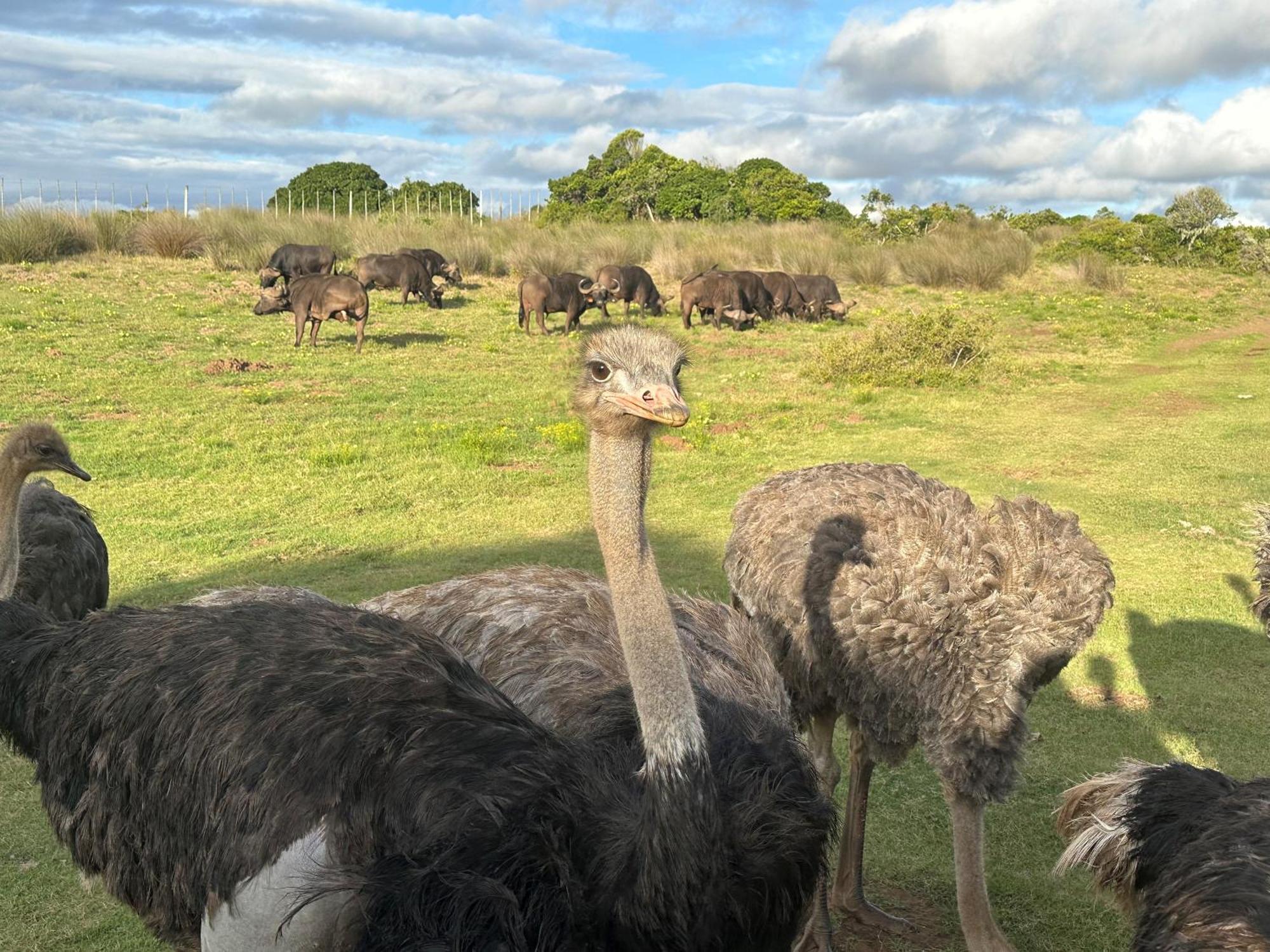 Ostrich Cottage At Les Wings Private Game Farm Groot-Jongensfontein Exteriér fotografie